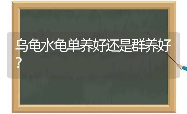 乌龟水龟单养好还是群养好？ | 动物养殖问答