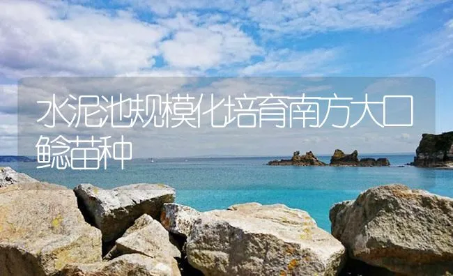 水泥池规模化培育南方大口鲶苗种 | 海水养殖技术