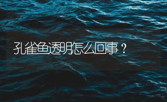 孔雀鱼透明怎么回事？ | 鱼类宠物饲养