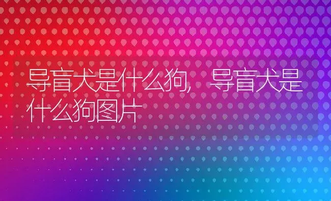 导盲犬是什么狗,导盲犬是什么狗图片 | 宠物百科知识