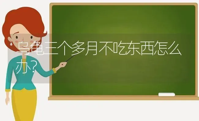 乌龟三个多月不吃东西怎么办？ | 动物养殖问答