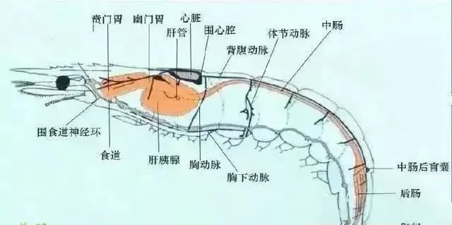 南美白对虾养殖，转肝决定成败，养肝护肝决定效益