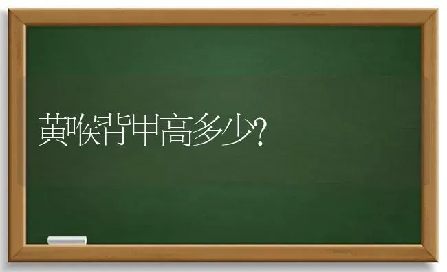 白色波斯猫长什么样图片？ | 动物养殖问答