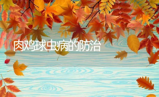 肉鸡球虫病的防治 | 动物养殖学堂