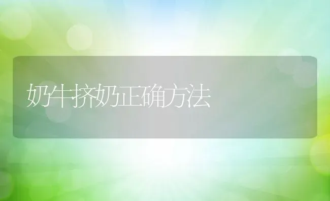 奶牛挤奶正确方法 | 动物养殖百科