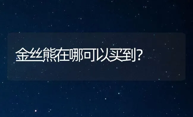 金丝熊在哪可以买到？ | 动物养殖问答