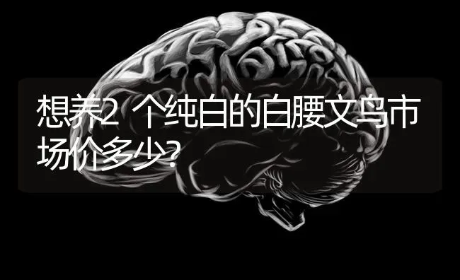 想养2个纯白的白腰文鸟市场价多少？ | 动物养殖问答