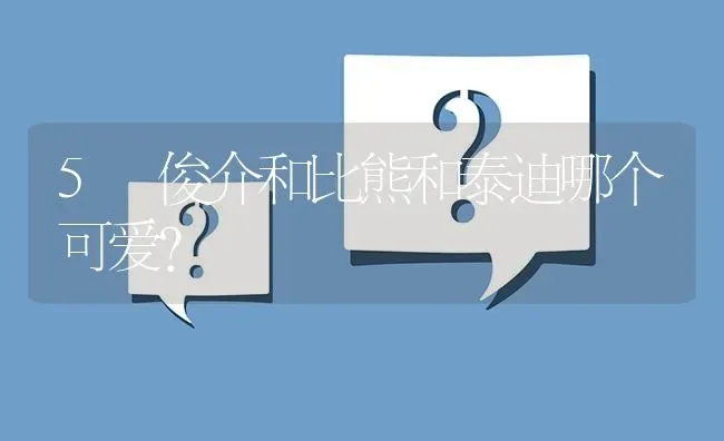 5 俊介和比熊和泰迪哪个可爱？ | 动物养殖问答