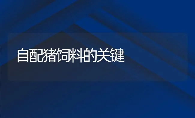 自配猪饲料的关键 | 动物养殖饲料