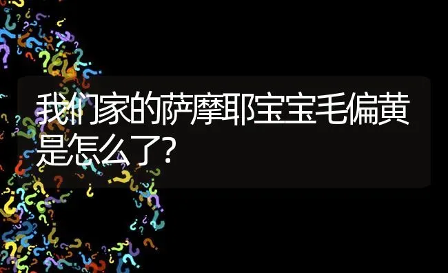 我们家的萨摩耶宝宝毛偏黄是怎么了？ | 动物养殖问答