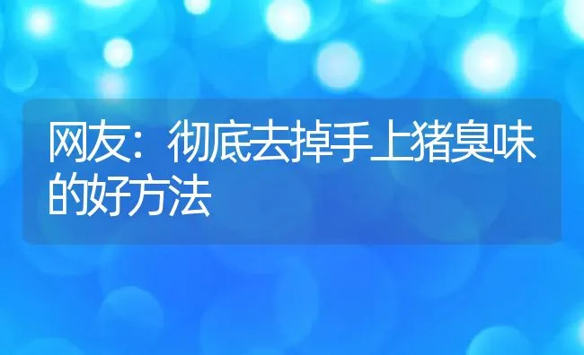 网友：彻底去掉手上猪臭味的好方法 | 动物养殖饲料