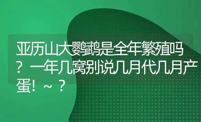 亚历山大鹦鹉是全年繁殖吗?一年几窝别说几月代几月产蛋！~？ | 动物养殖问答