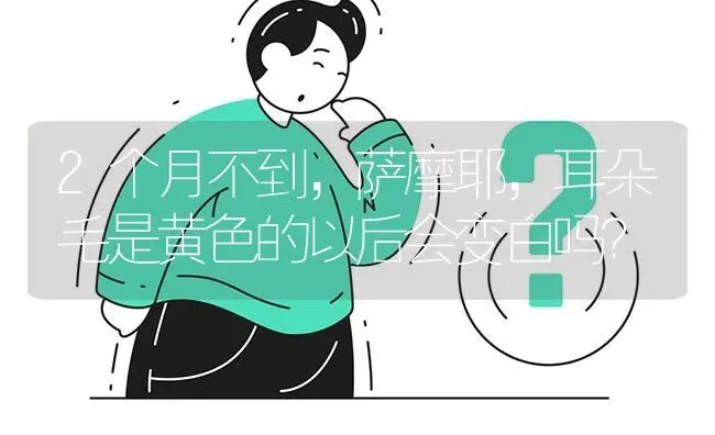 2个月不到，萨摩耶，耳朵毛是黄色的以后会变白吗？ | 动物养殖问答