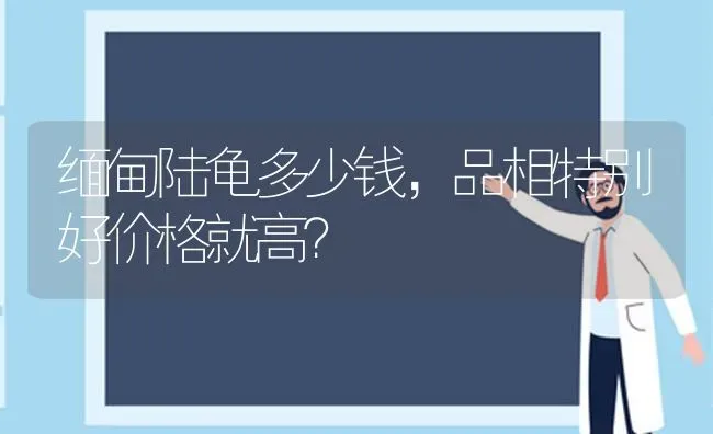 缅甸陆龟多少钱，品相特别好价格就高？ | 动物养殖问答