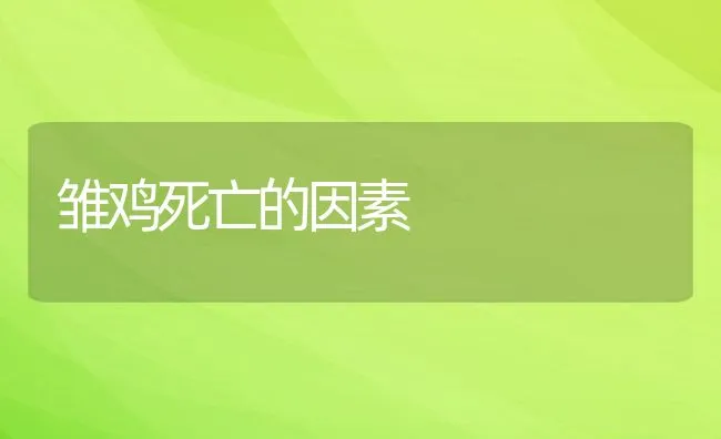 雏鸡死亡的因素 | 动物养殖学堂