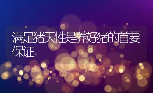 满足猪天性是养好猪的首要保证 | 动物养殖学堂