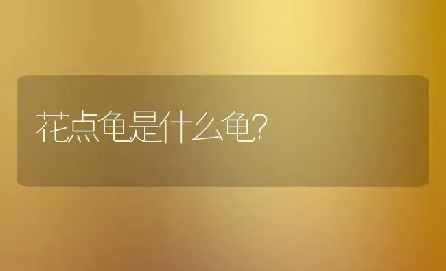 花点龟是什么龟？ | 动物养殖问答