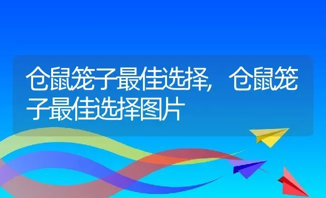 仓鼠笼子最佳选择,仓鼠笼子最佳选择图片 | 宠物百科知识