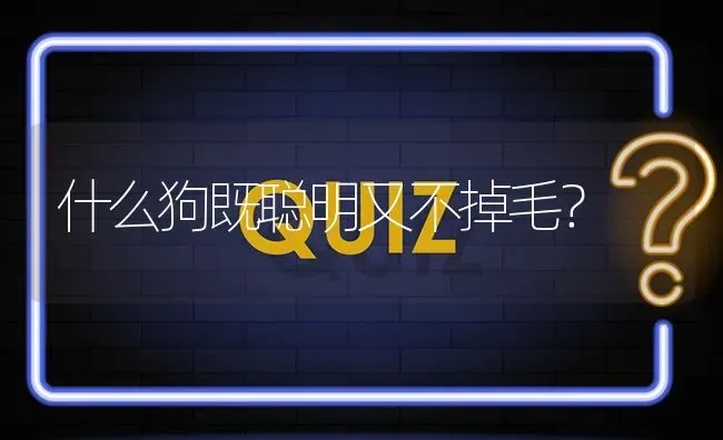 什么狗既聪明又不掉毛？ | 动物养殖问答