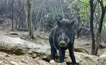 野猪浑身是宝散养价高