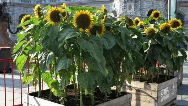 向日葵盆栽种植方法 盆栽向日葵叶子发黄怎么办