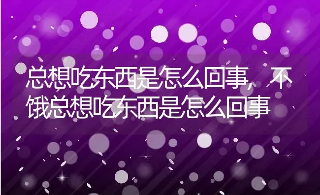 总想吃东西是怎么回事,不饿总想吃东西是怎么回事 | 宠物百科知识