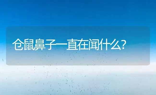 仓鼠鼻子一直在闻什么？ | 动物养殖问答