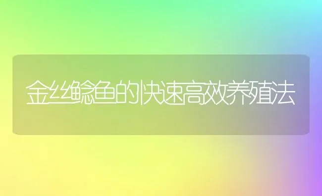 金丝鲶鱼的快速高效养殖法 | 动物养殖教程