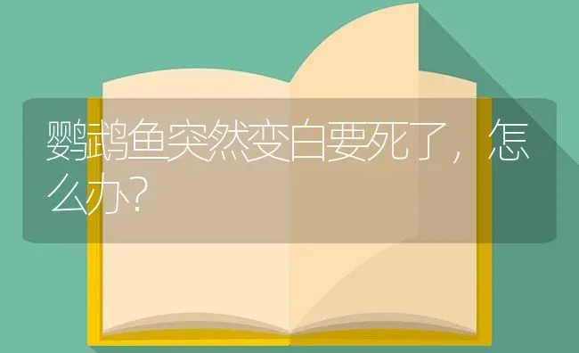 鹦鹉鱼突然变白要死了，怎么办？ | 鱼类宠物饲养