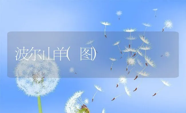 波尔山羊(图) | 动物养殖学堂