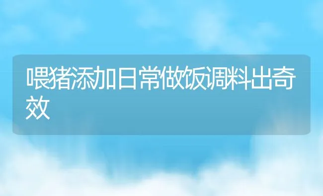 喂猪添加日常做饭调料出奇效 | 动物养殖学堂