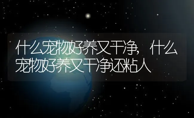 什么宠物好养又干净,什么宠物好养又干净还粘人 | 宠物百科知识