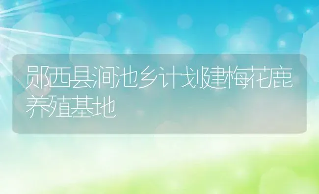 郧西县涧池乡计划建梅花鹿养殖基地 | 动物养殖教程