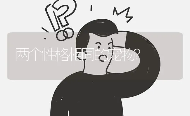 两个性格相同的宠物？ | 动物养殖问答