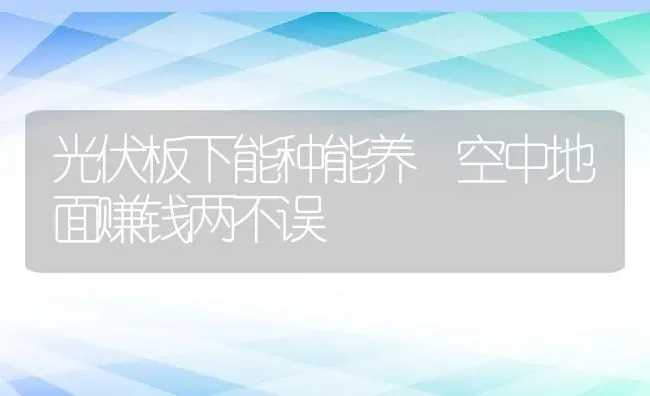 光伏板下能种能养 空中地面赚钱两不误 | 动物养殖百科