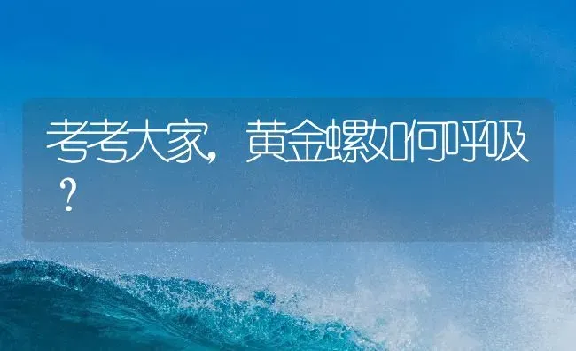 考考大家，黄金螺如何呼吸？ | 鱼类宠物饲养