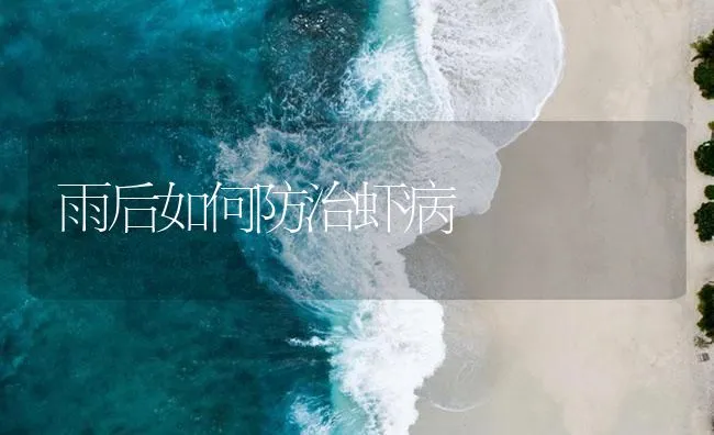 雨后如何防治虾病 | 海水养殖技术