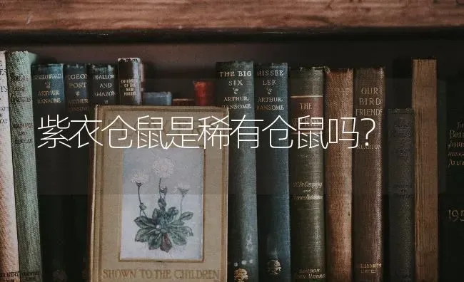 紫衣仓鼠是稀有仓鼠吗？ | 动物养殖问答