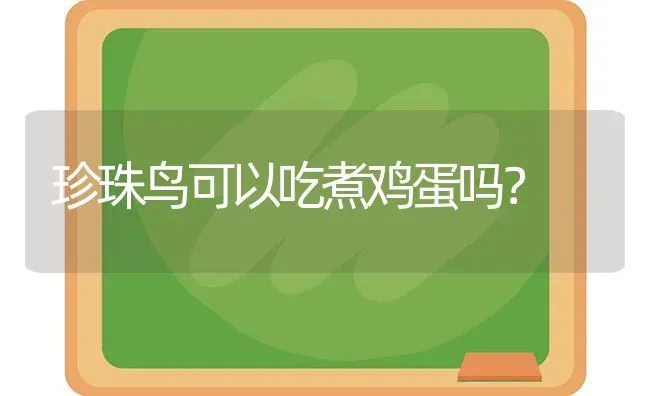 珍珠鸟可以吃煮鸡蛋吗？ | 动物养殖问答