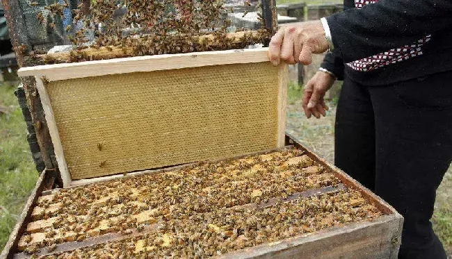 蜜蜂养殖的天敌防治