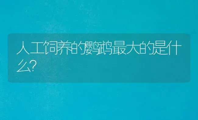 人工饲养的鹦鹉最大的是什么？ | 动物养殖问答