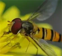 东方蜜蜂的品种