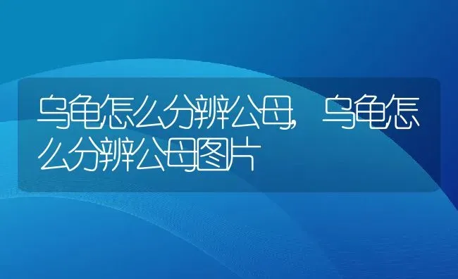 乌龟怎么分辨公母,乌龟怎么分辨公母图片 | 宠物百科知识