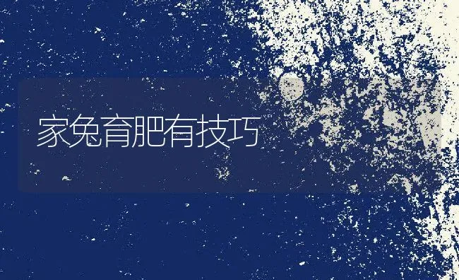 家兔育肥有技巧 | 水产养殖知识