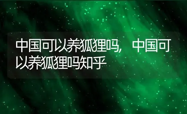 中国可以养狐狸吗,中国可以养狐狸吗知乎 | 宠物百科知识
