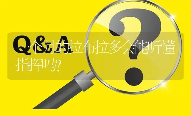 一个月的拉布拉多会能听懂指挥吗？ | 动物养殖问答