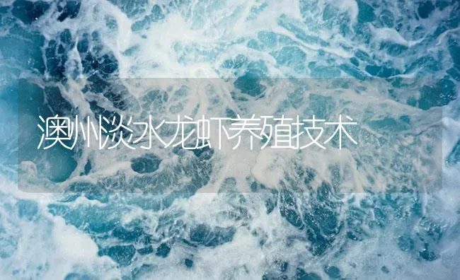 澳州淡水龙虾养殖技术 | 海水养殖技术