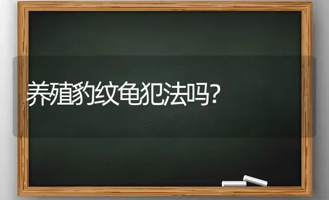 养殖豹纹龟犯法吗？ | 动物养殖问答