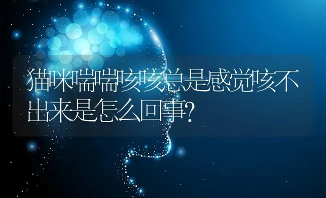 豹猫颜色深的好看还是浅的好看？ | 动物养殖问答