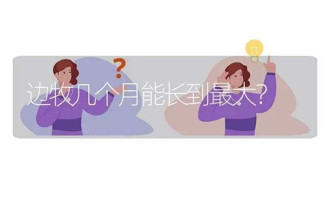 边牧几个月能长到最大？ | 动物养殖问答